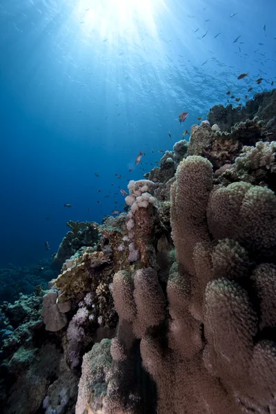바다, 산호와 물고기 — 스톡 사진
