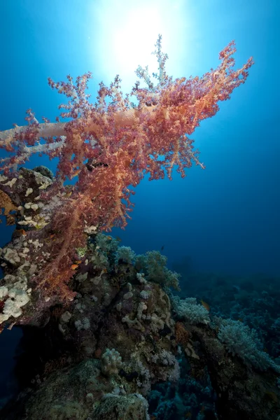 Океан, кораллы и рыбы — стоковое фото