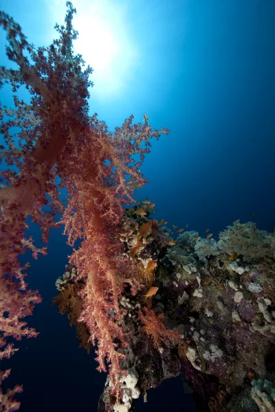 Óceán, korall és a halak — Stock Fotó