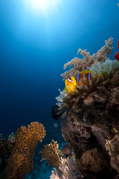 Lautan, karang dan ikan — Stok Foto
