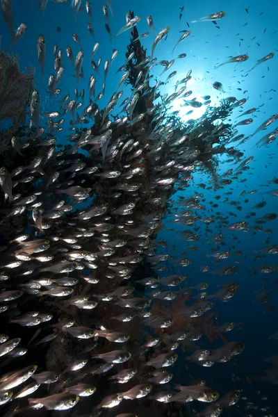 Altın süpürgeler, mercan ve okyanus — Stok fotoğraf