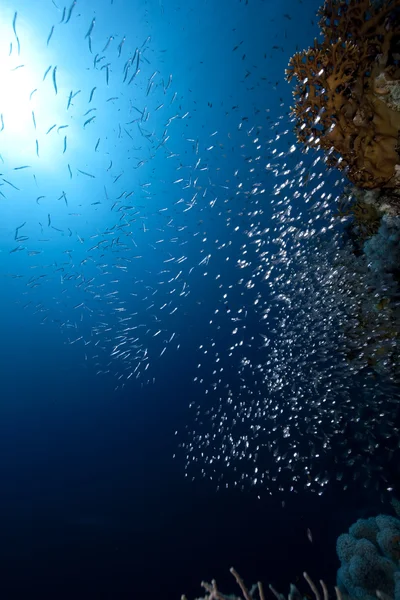 Золотоочистители, кораллы и океан — стоковое фото