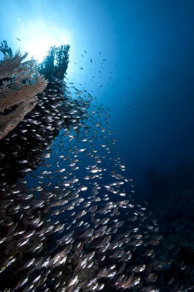 Altın süpürgeler, mercan ve okyanus — Stok fotoğraf