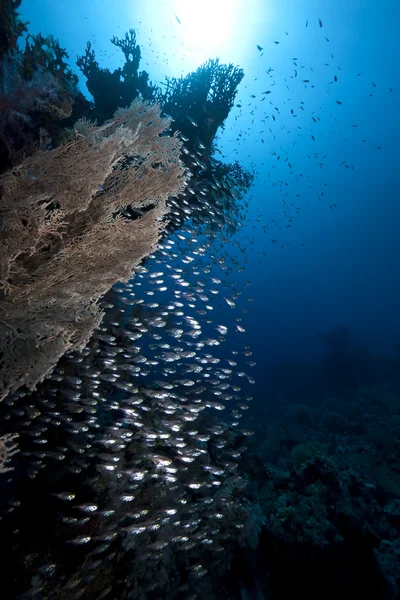 Gouden veegmachines, koraal en Oceaan — Stockfoto