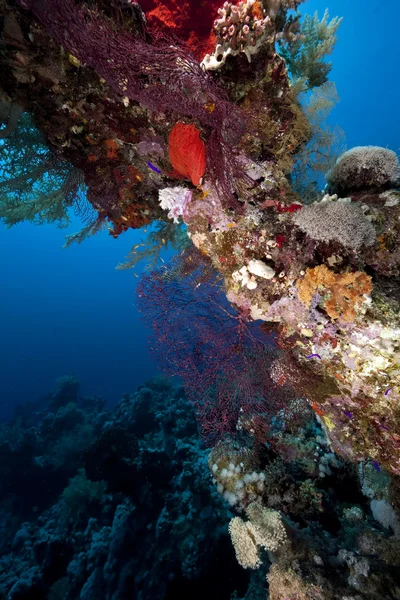 Lautan, karang dan ikan — Stok Foto