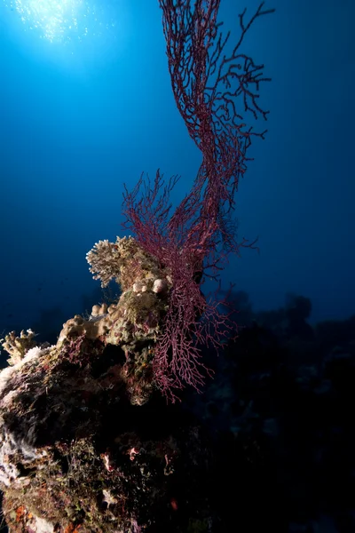 Océan, corail et poisson — Photo