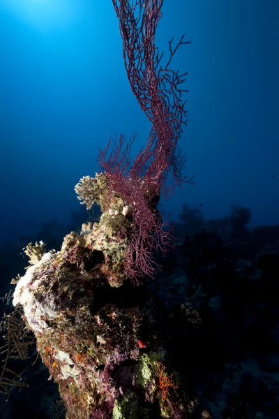 海洋、 珊瑚和鱼类 — 图库照片