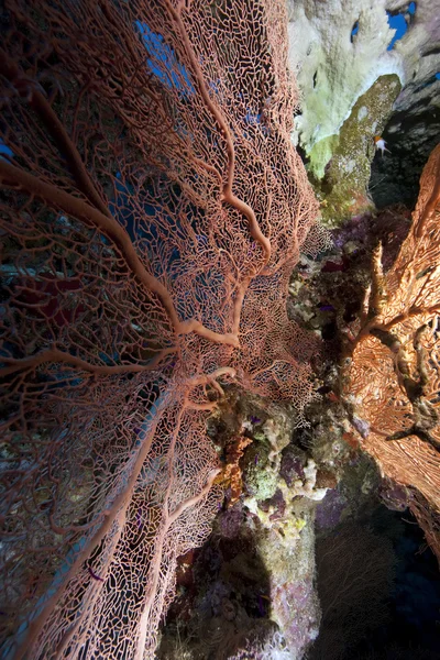 Океан, корали і риби — стокове фото