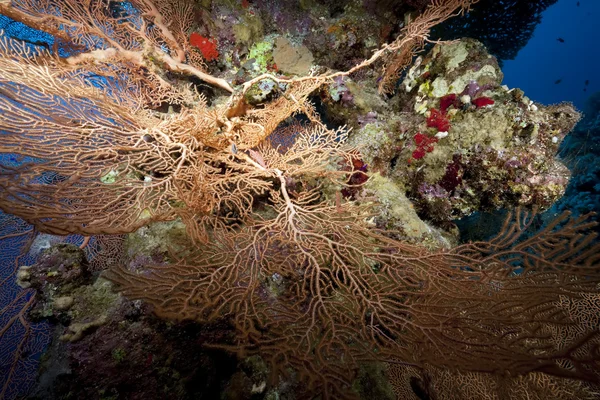 Océano, coral y peces — Foto de Stock