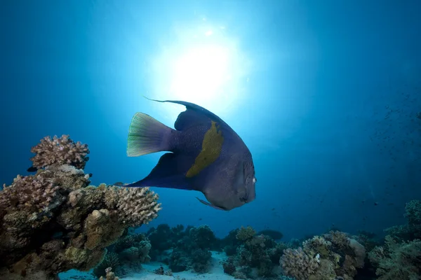 Pesce angelo arabo e oceano — Foto Stock