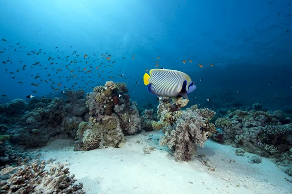 Emperor angelfish and ocean — Stock Photo, Image