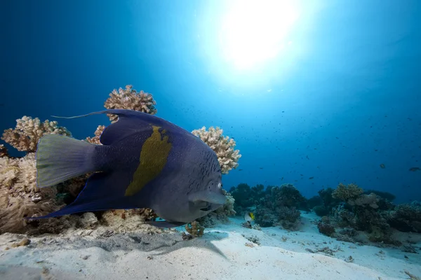 Arap angelfish ve okyanus — Stok fotoğraf
