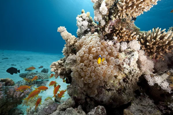 Bubble anemone and anemonefish — Stock Photo, Image