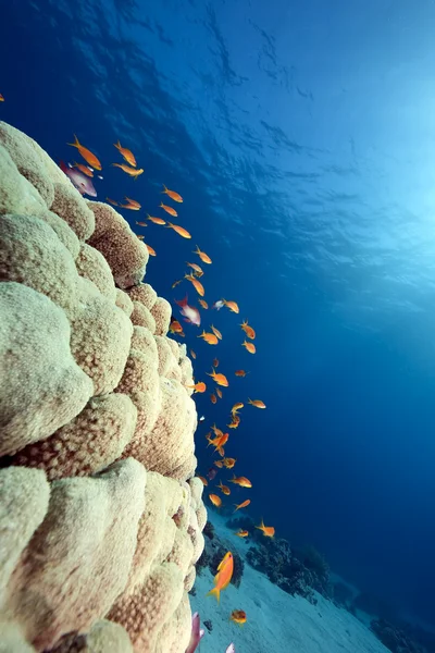 stock image Ocean, coral and fish