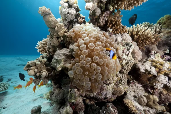 Bubble anemone and anemonefish — Stock Photo, Image