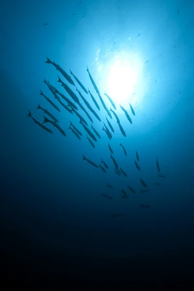 Grote barracuda's en Oceaan — Stockfoto