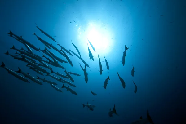 Büyük barracudas ve okyanus — Stok fotoğraf