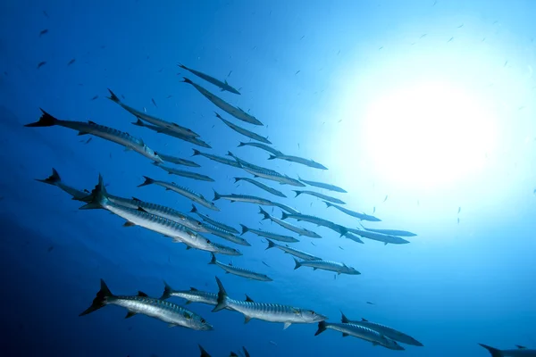 Grandes barracudas y océano — Foto de Stock
