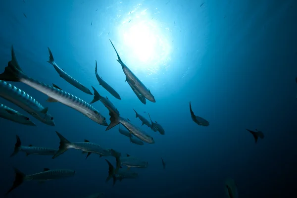 Grandes barracudas y océano —  Fotos de Stock