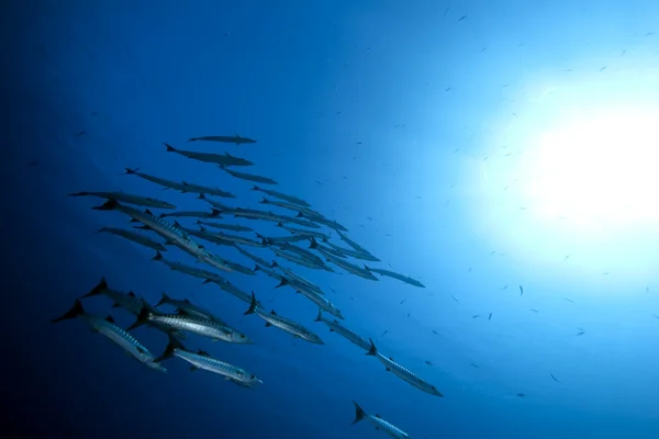 Grandi barracuda e oceano — Foto Stock