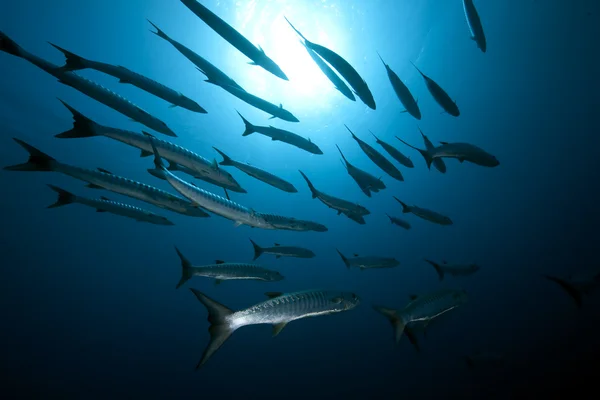 Büyük barracudas ve okyanus — Stok fotoğraf