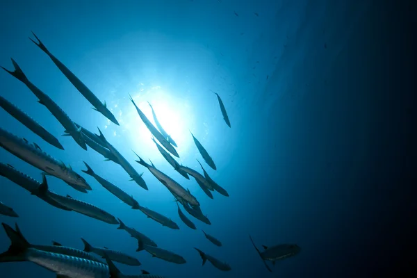 Grandes barracudas e oceano — Fotografia de Stock