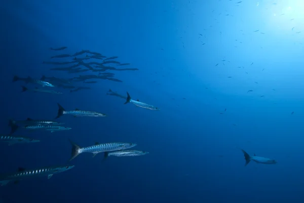 그레이트 바라쿠다와 바다 — 스톡 사진