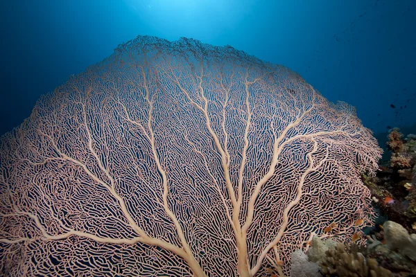 Seafan, coral and fish — Stock Photo, Image