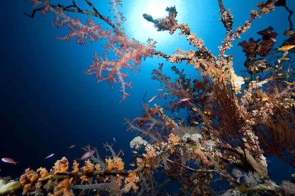 Океан, корали і риби — стокове фото