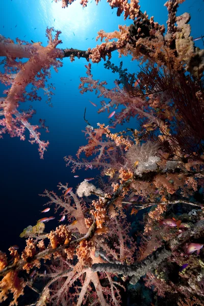 Oceán, korálů a ryb — Stock fotografie