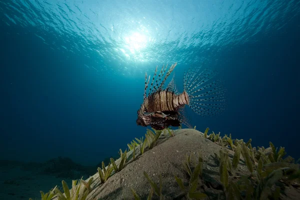 Lionfish dans la mer Rouge . — Photo