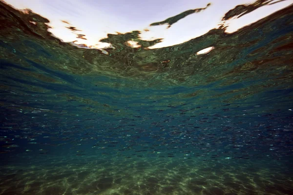 Peces y océano en el Mar Rojo . — Foto de Stock