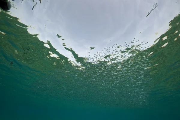 Fisch und Ozean im Roten Meer. — Stockfoto