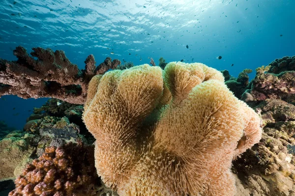 Red Sea anemonecoral. — Stok fotoğraf
