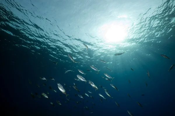 Makreel in de rode zee. — Stockfoto