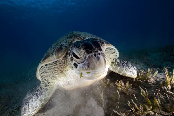 Grøn skildpadde i det Røde Hav. - Stock-foto