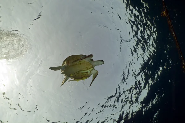 Kızıl Deniz 'de yeşil kaplumbağa. — Stok fotoğraf