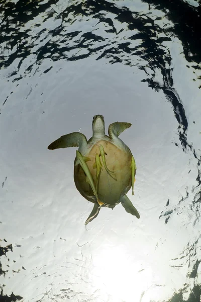 红海中的绿海龟. — 图库照片