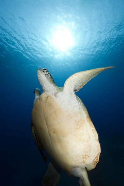 Зеленая черепаха в Красном море . — стоковое фото