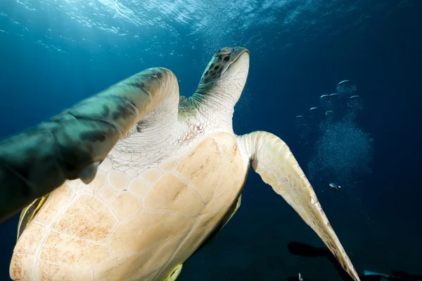 Groene schildpad in de Rode Zee. — Stockfoto