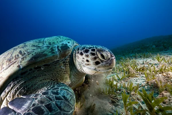 Grüne Schildkröte im Roten Meer. — Stockfoto