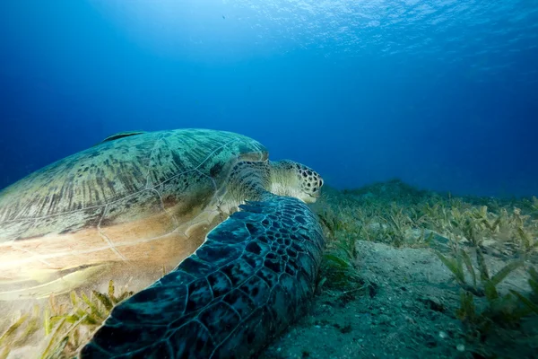 Tartaruga verde no Mar Vermelho . — Fotografia de Stock