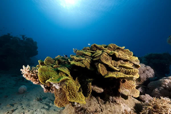 Pesci e coralli nel Mar Rosso . — Foto Stock