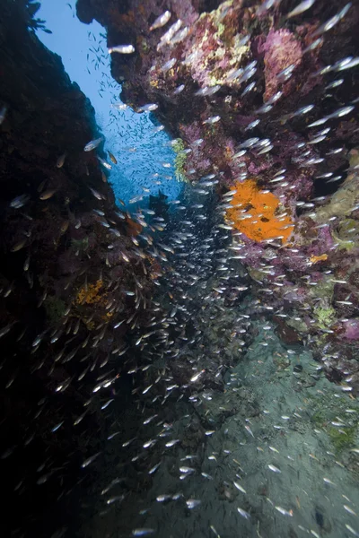 Риб і коралових в Червоному морі. — стокове фото