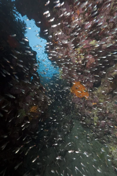 Peixe e coral no Mar Vermelho . — Fotografia de Stock