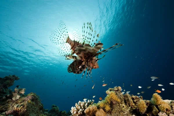 Pesce leone nel Mar Rosso . — Foto Stock