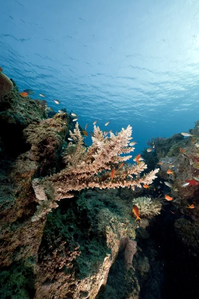 Vissen en koraal in de rode zee. — Stockfoto