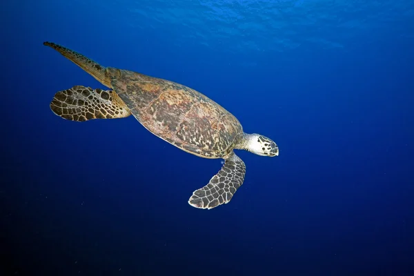 Tartaruga di Hawksbill nel Mar Rosso . — Foto Stock