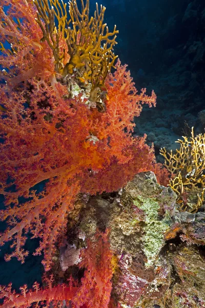 Ryb a korálů v Rudém moři. — Stock fotografie