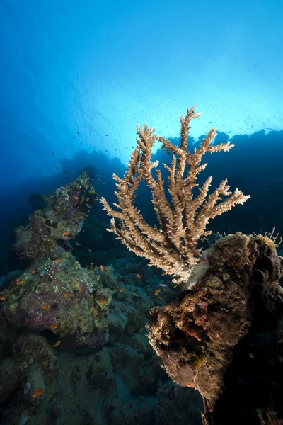 Peixe e coral no Mar Vermelho . — Fotografia de Stock